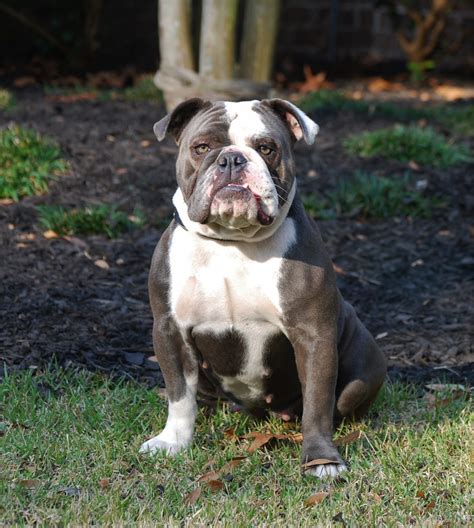 olde english bulldogge colors.